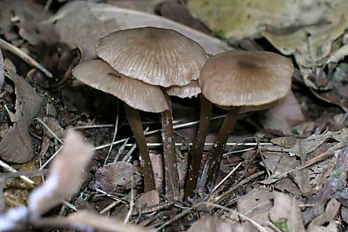 prilbička Mycena sp.