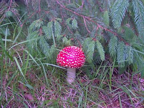 muchotráka červená Amanita muscaria (L.) Lam.