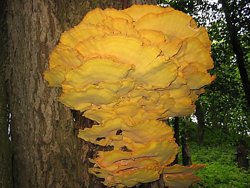 sírovec obyčajný Laetiporus sulphureus (Bull.) Murrill