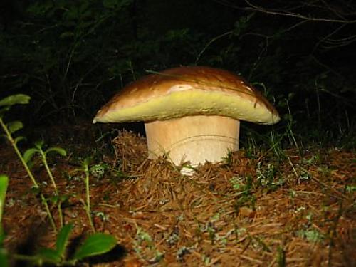 hríb smrekový Boletus edulis Bull.