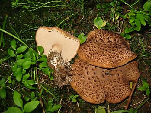 jelenkovec škridlicovitý Sarcodon imbricatus (L.) P. Karst.