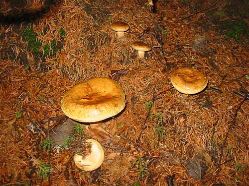 čechračka podvinutá Paxillus involutus (Batsch) Fr.