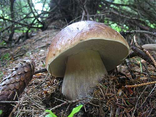 hríb smrekový Boletus edulis Bull.