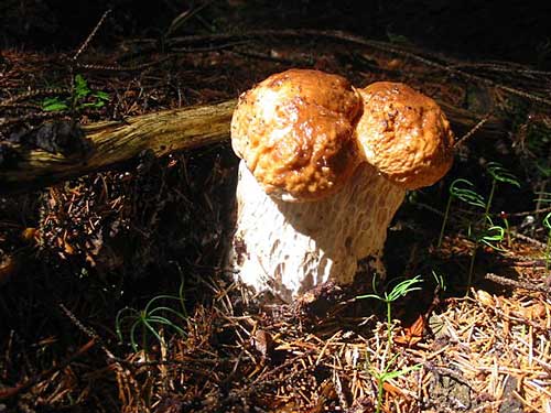 hríb smrekový Boletus edulis Bull.