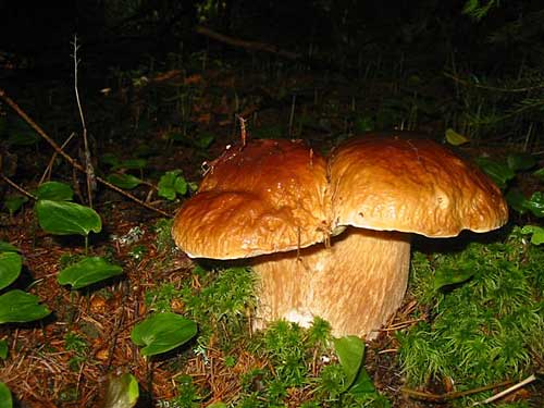 hríb smrekový Boletus edulis Bull.