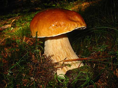 hríb smrekový Boletus edulis Bull.