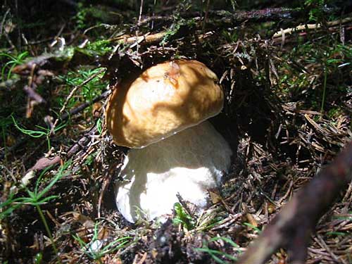 hríb smrekový Boletus edulis Bull.