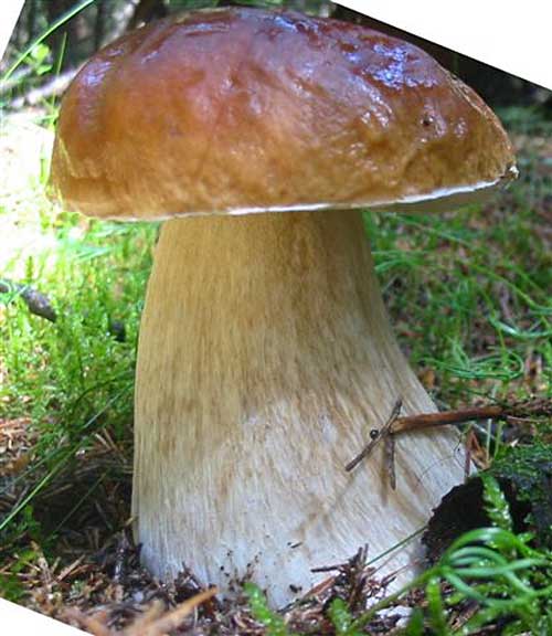 hríb smrekový Boletus edulis Bull.