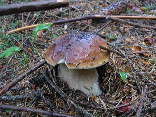 hríb smrekový Boletus edulis Bull.