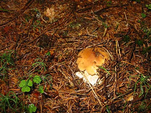 hríb smrekový Boletus edulis Bull.