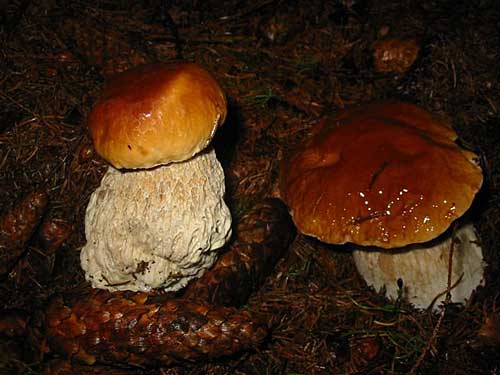 hríb smrekový Boletus edulis Bull.