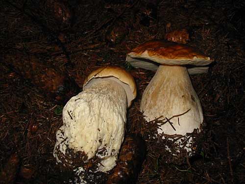 hríb smrekový Boletus edulis Bull.