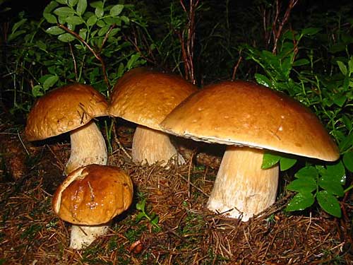 hríb smrekový Boletus edulis Bull.