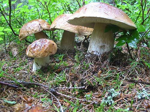 hríb smrekový Boletus edulis Bull.