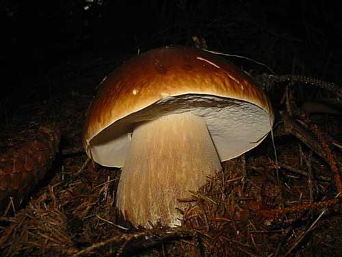 hríb smrekový Boletus edulis Bull.