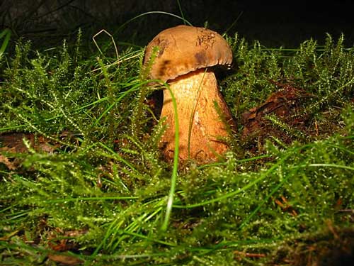 podhríb žlčový Tylopilus felleus (Bull.) P. Karst.