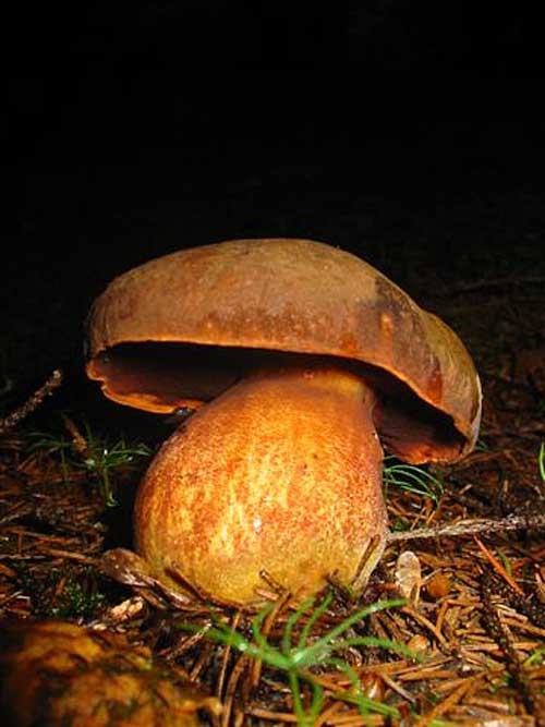 hríb zrnitohlúbikový Sutorius luridiformis (Rostk.) G. Wu & Zhu L. Yang