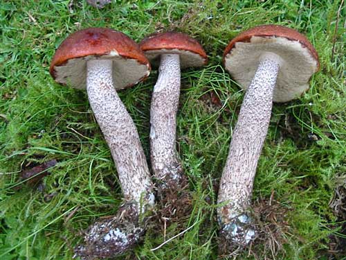 kozák sp. Leccinum sp.