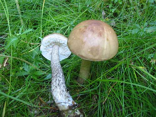 kozák sp. Leccinum sp.