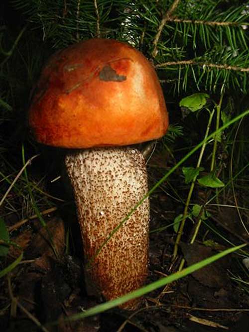 kozák sp. Leccinum sp.