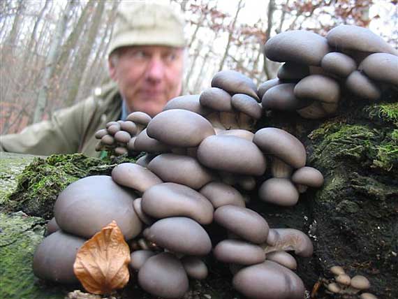 hliva ustricovitá Pleurotus ostreatus (Jacq.) P. Kumm.