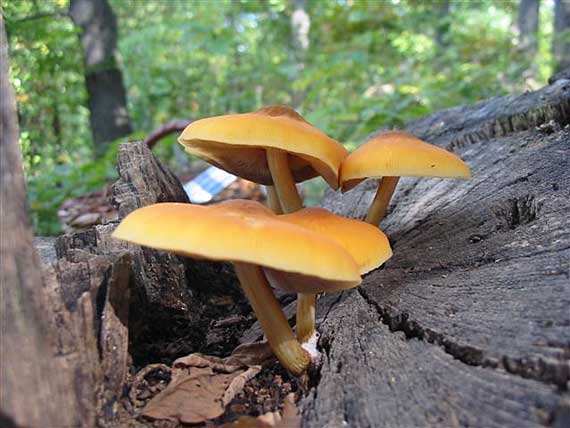 pluteus sp.?