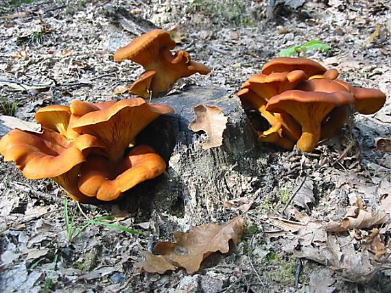 kališník hnedooranžový Omphalotus olearius (DC.) Singer