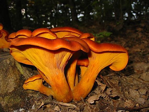 kališník hnedooranžový Omphalotus olearius (DC.) Singer