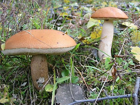 kozák osikový Leccinum albostipitatum den Bakker & Noordel.