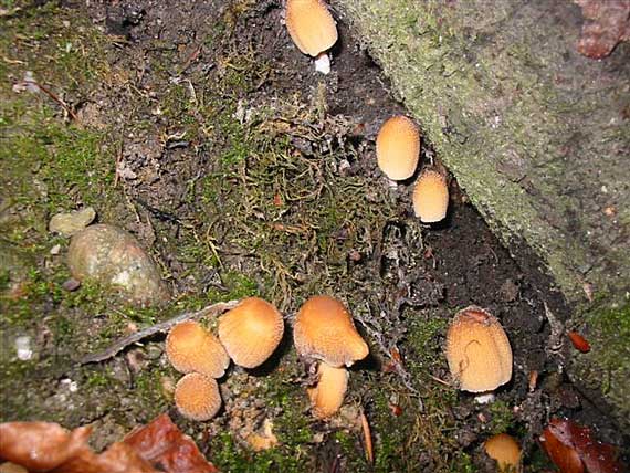 hnojník ligotavý Coprinellus micaceus (Bull.) Vilgalys, Hopple & Jacq. Johnson