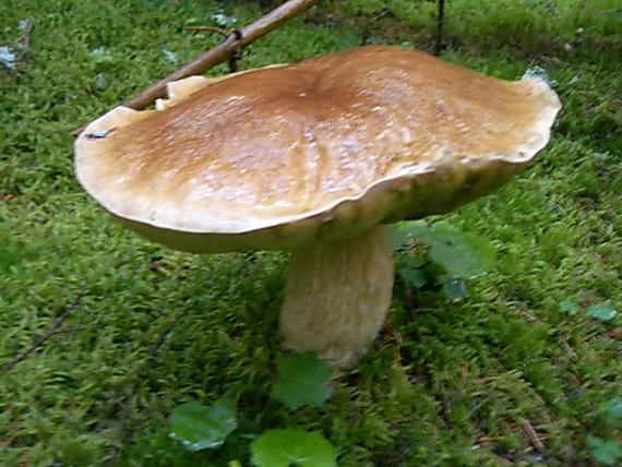 hríb smrekový Boletus edulis Bull.