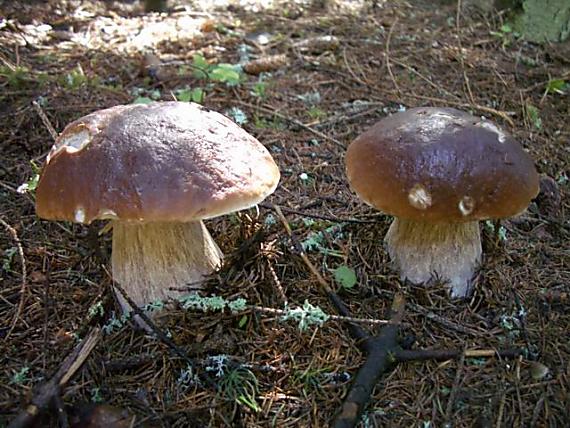 hríb smrekový Boletus edulis Bull.