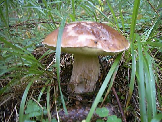 hríb smrekový Boletus edulis Bull.