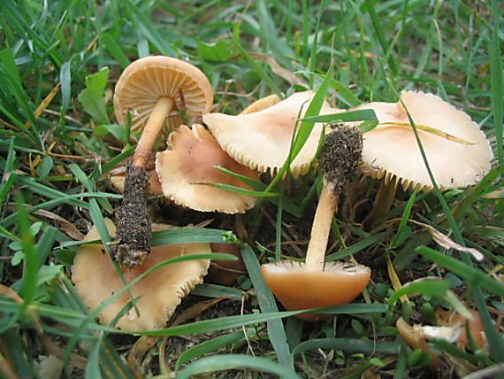 tanečnica poľná Marasmius oreades (Bolton) Fr.