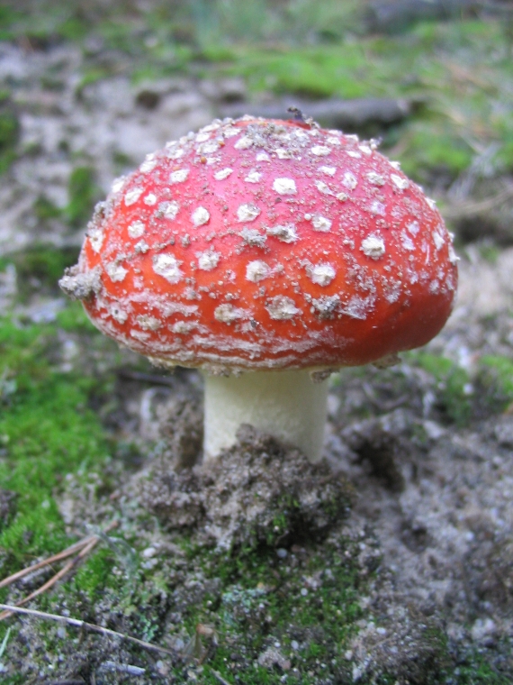 klasika Amanita muscaria (L.) Lam.