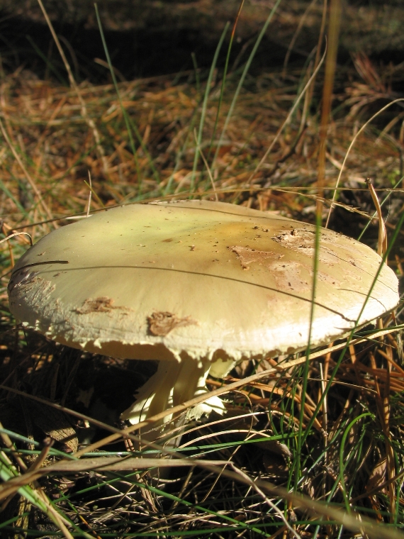 muchotrávka citrónovožltá Amanita citrina Pers.