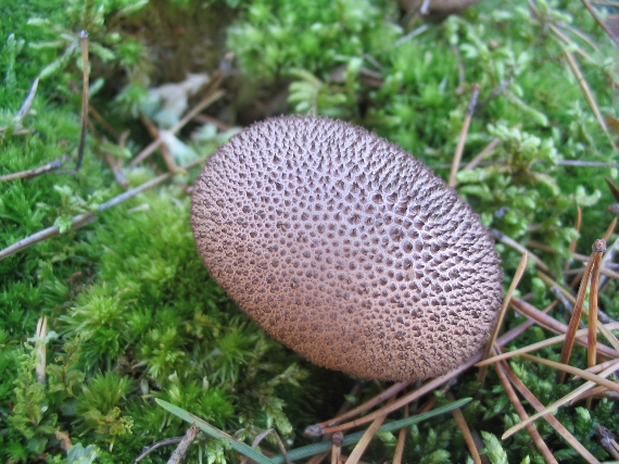 prášnica tmavá Lycoperdon nigrescens Wahlenb.