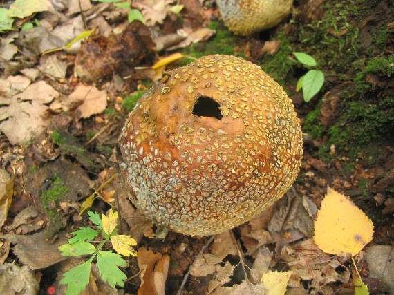 pestrec obyčajný Scleroderma citrinum Pers.