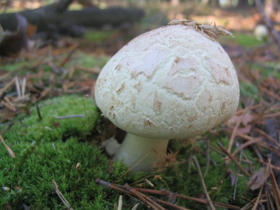 muchotrávka citrónovožltá Amanita citrina Pers.