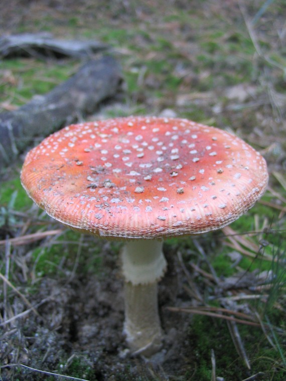 muchotrávka červená amanita muscaria (L.) Lam.