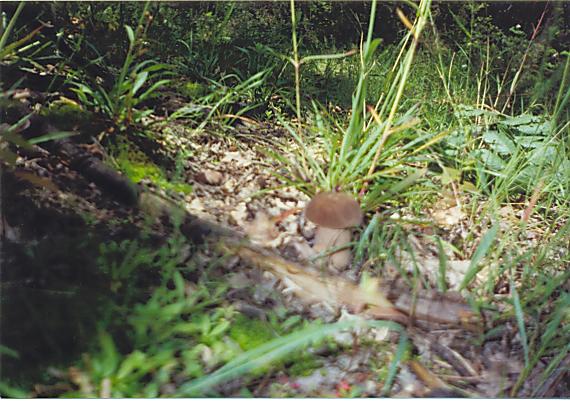 hríb dubový Boletus reticulatus Schaeff.