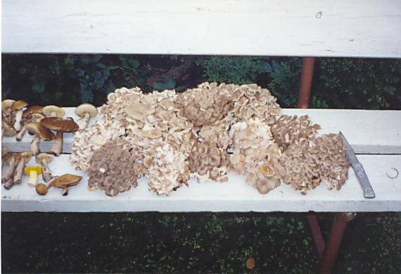 trúdnik klobúčkatý Polyporus umbellatus (Pers.) Fr.