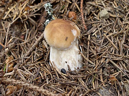 hríb smrekový Boletus edulis Bull.