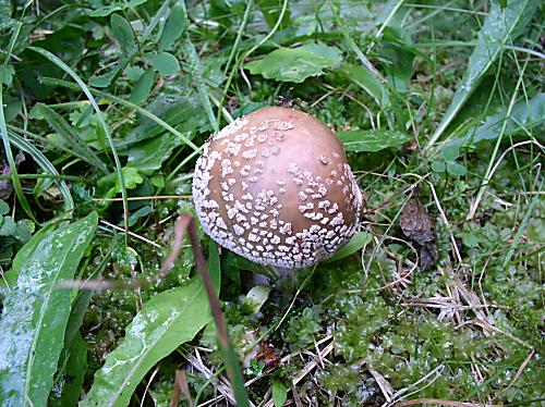 muchotrávka červenkastá Amanita rubescens Pers.