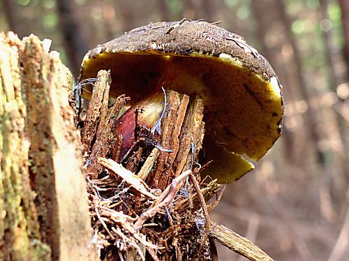 suchohríb žltomäsový Xerocomellus chrysenteron (Bull.) Šutara