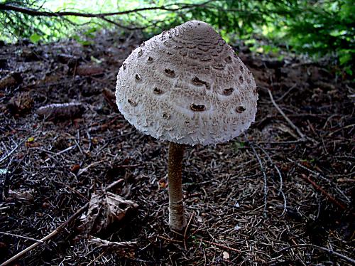 bedľa vysoká Macrolepiota procera (Scop.) Singer