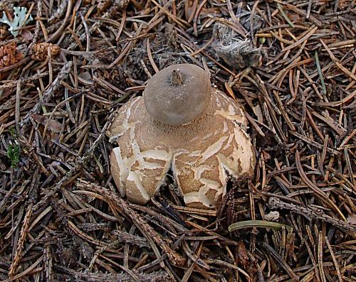 hviezdovka golierikovitá Geastrum striatum DC.