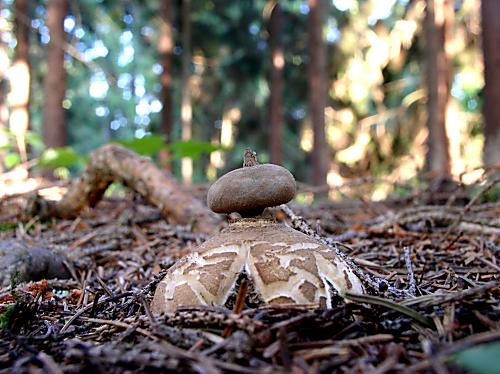 hviezdovka golierikovitá Geastrum striatum DC.