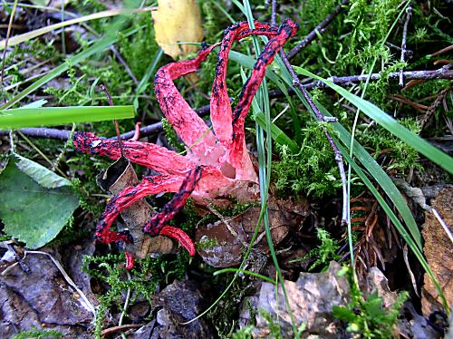 mrežovka kvetovitá Clathrus archeri (Berk.) Dring