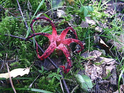 mrežovka kvetovitá Clathrus archeri (Berk.) Dring